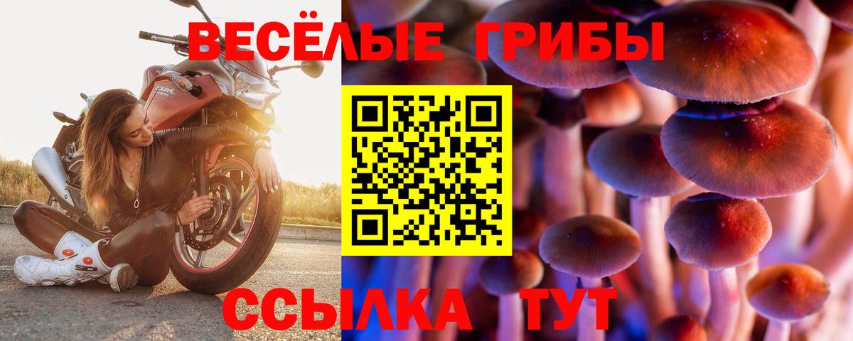 Псилоцибиновые грибы Psilocybe Татарск